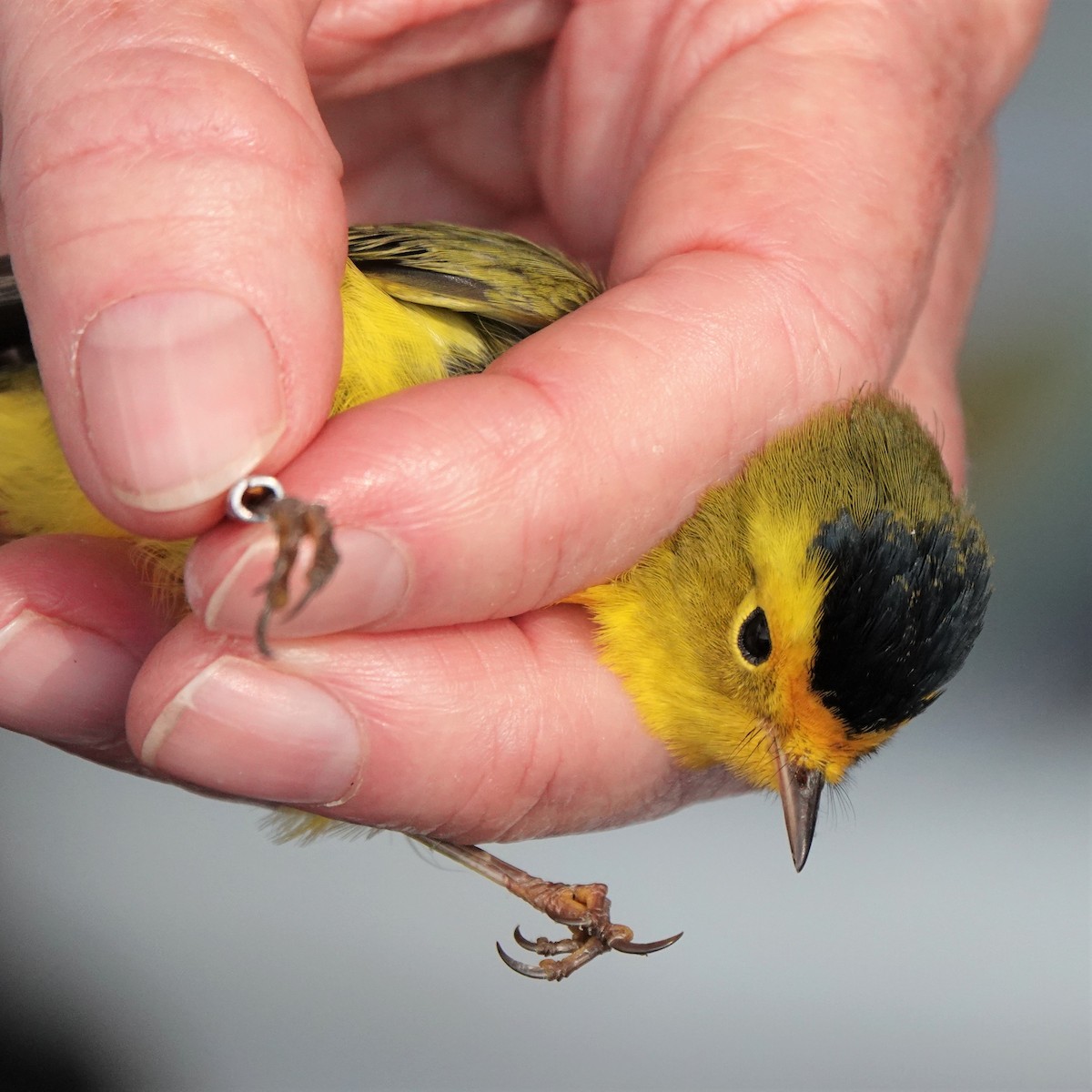 Wilson's Warbler - ML366605811