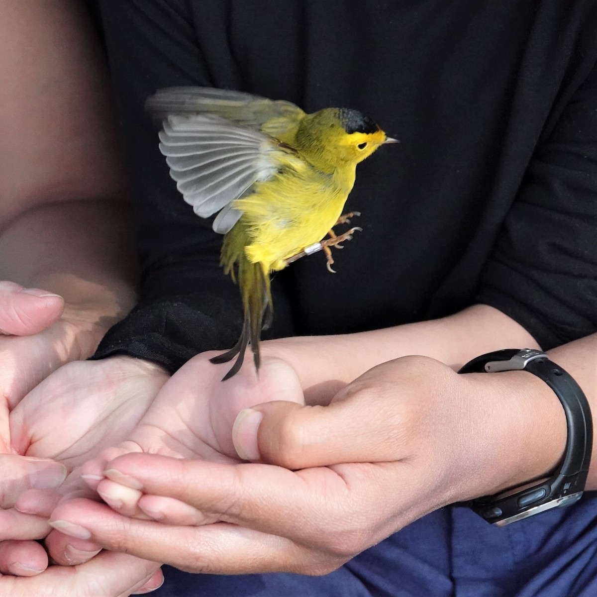 Wilson's Warbler - ML366605831