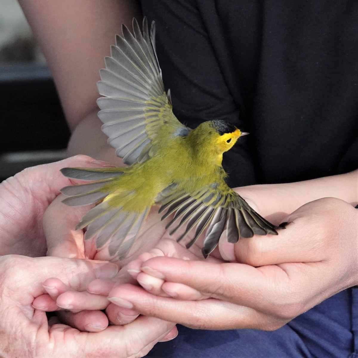 Wilson's Warbler - ML366605851