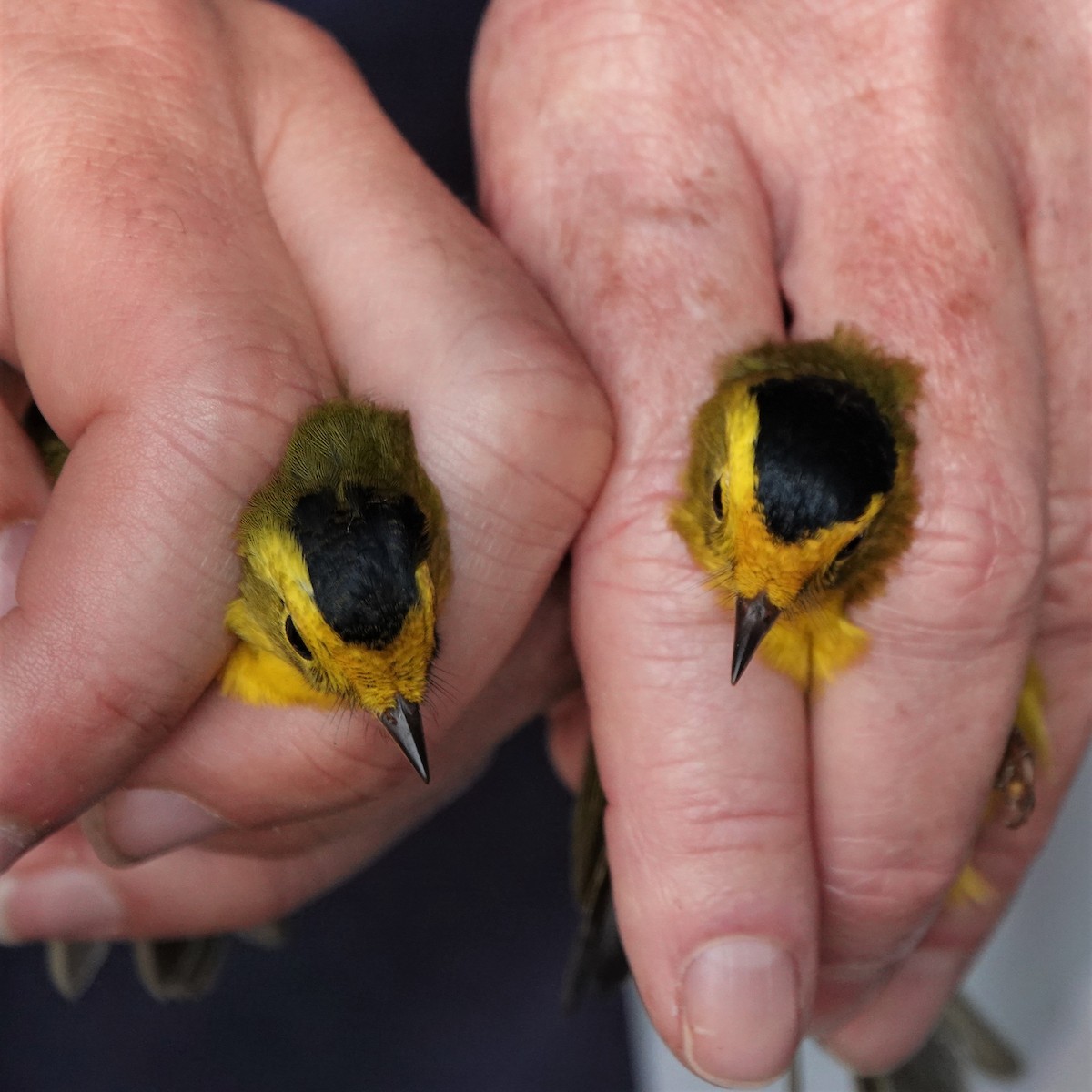 Wilson's Warbler - ML366605871