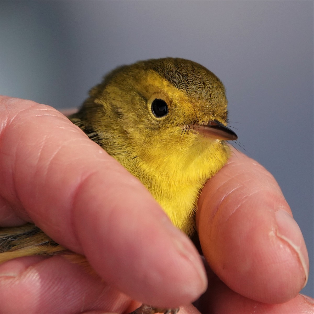 Wilson's Warbler - ML366605951