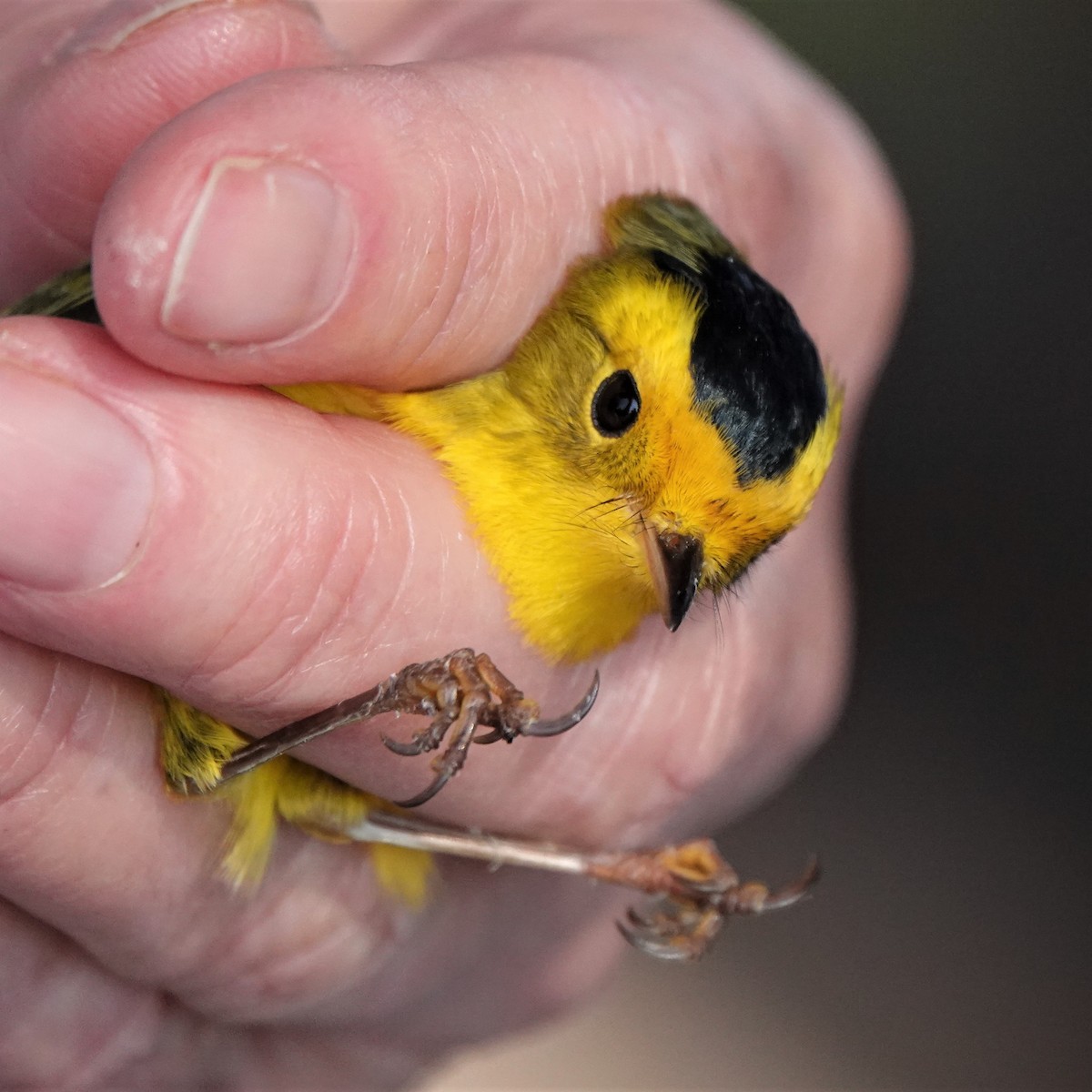 Wilson's Warbler - ML366605961