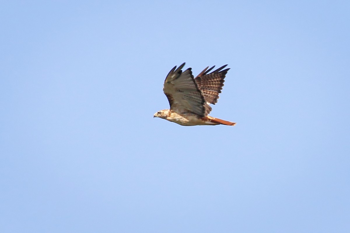 Red-tailed Hawk - Anne Auclair  Moe