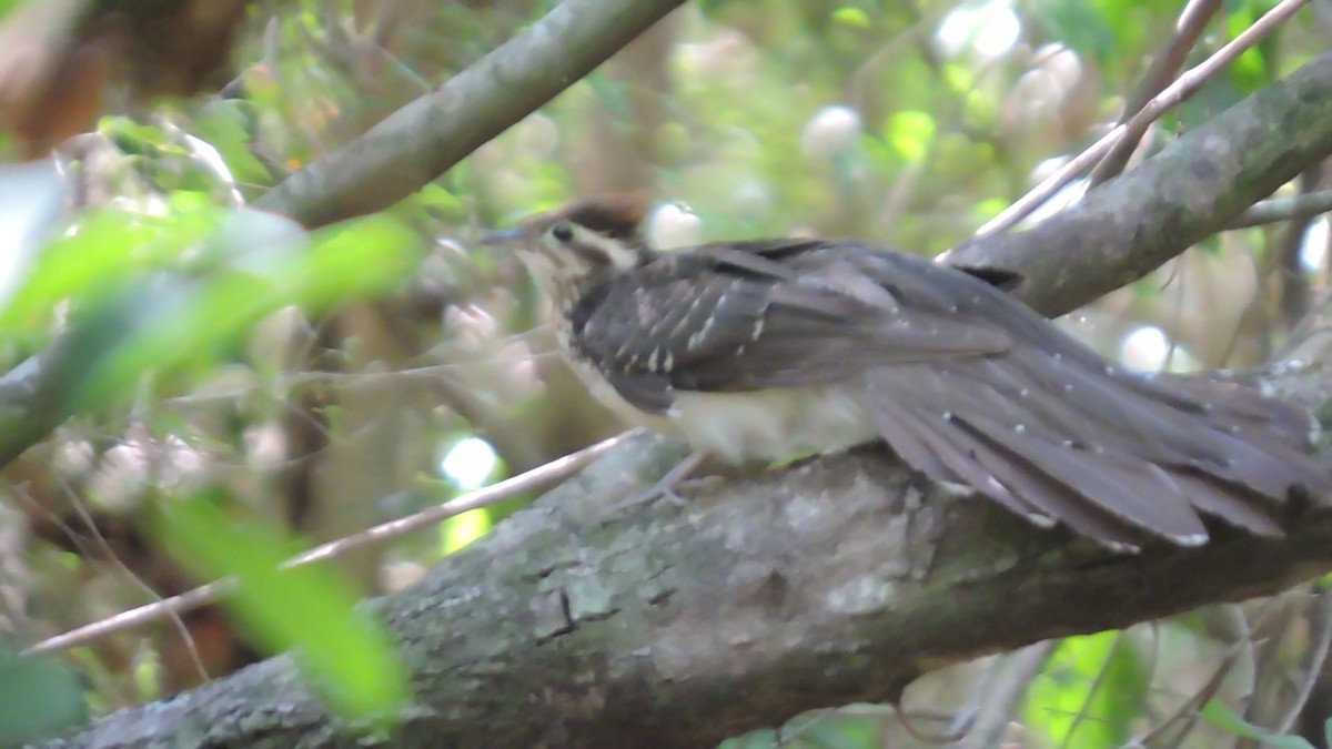 Pheasant Cuckoo - ML366607111