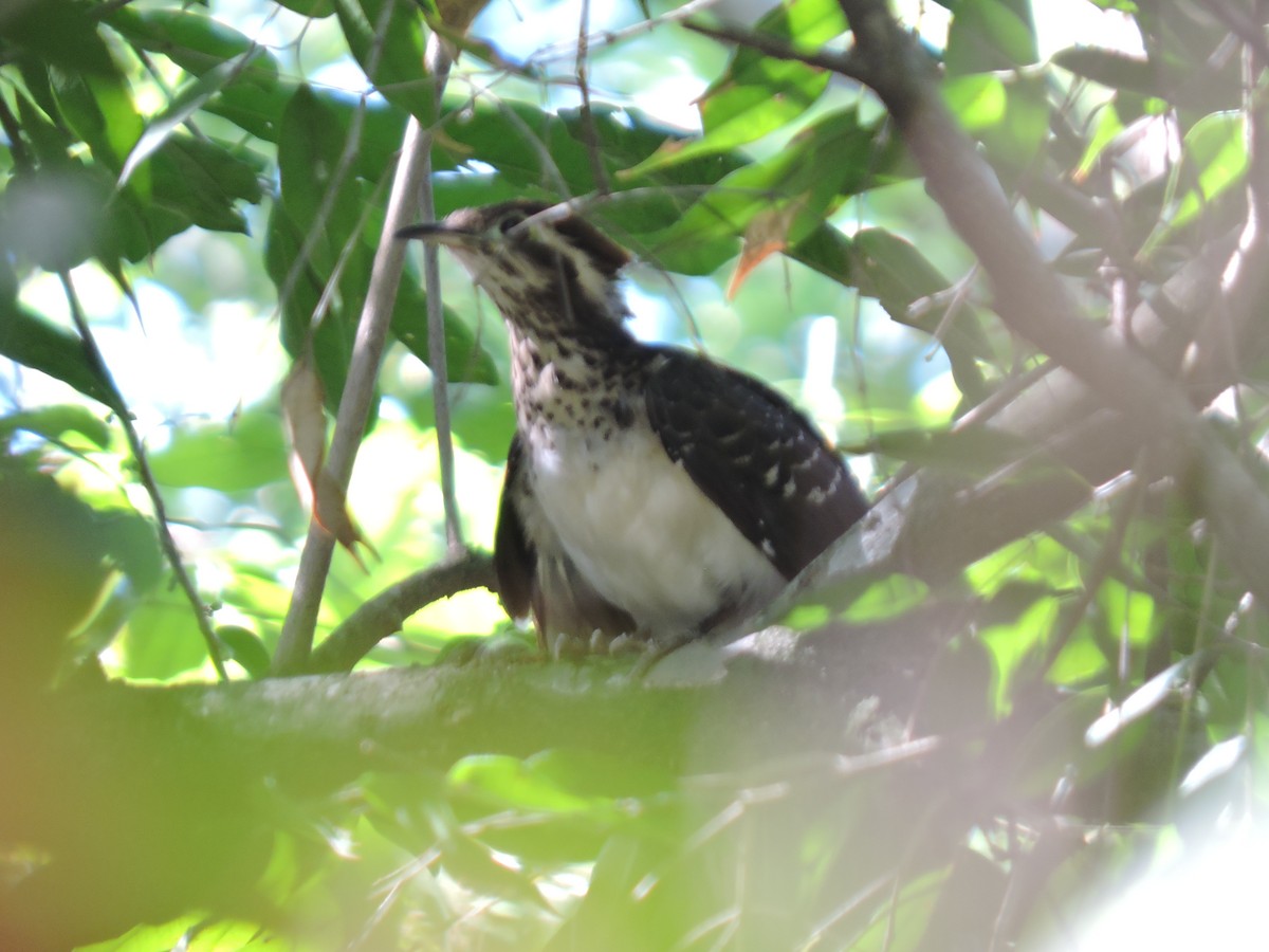 Pheasant Cuckoo - ML366607171