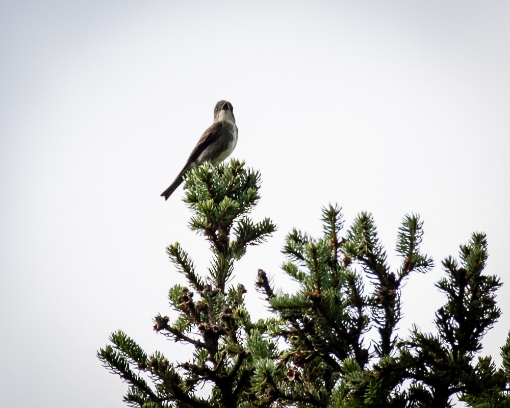 Olive-sided Flycatcher - ML366607771