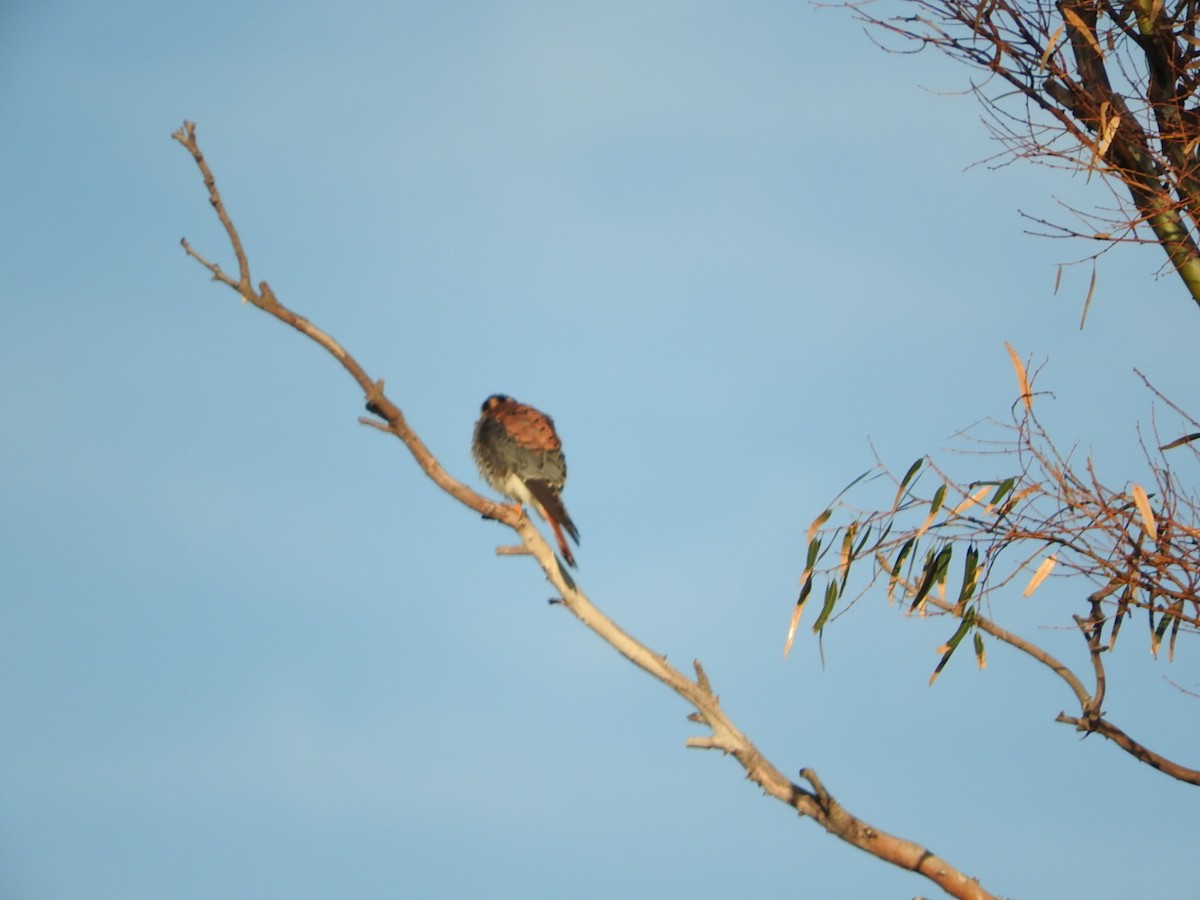 American Kestrel - ML366610341