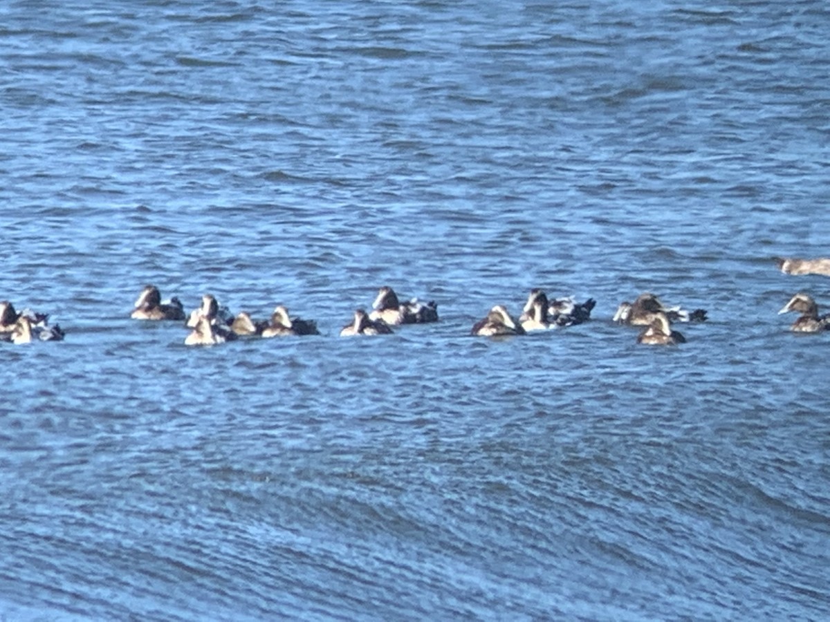 Common Eider - ML366610381