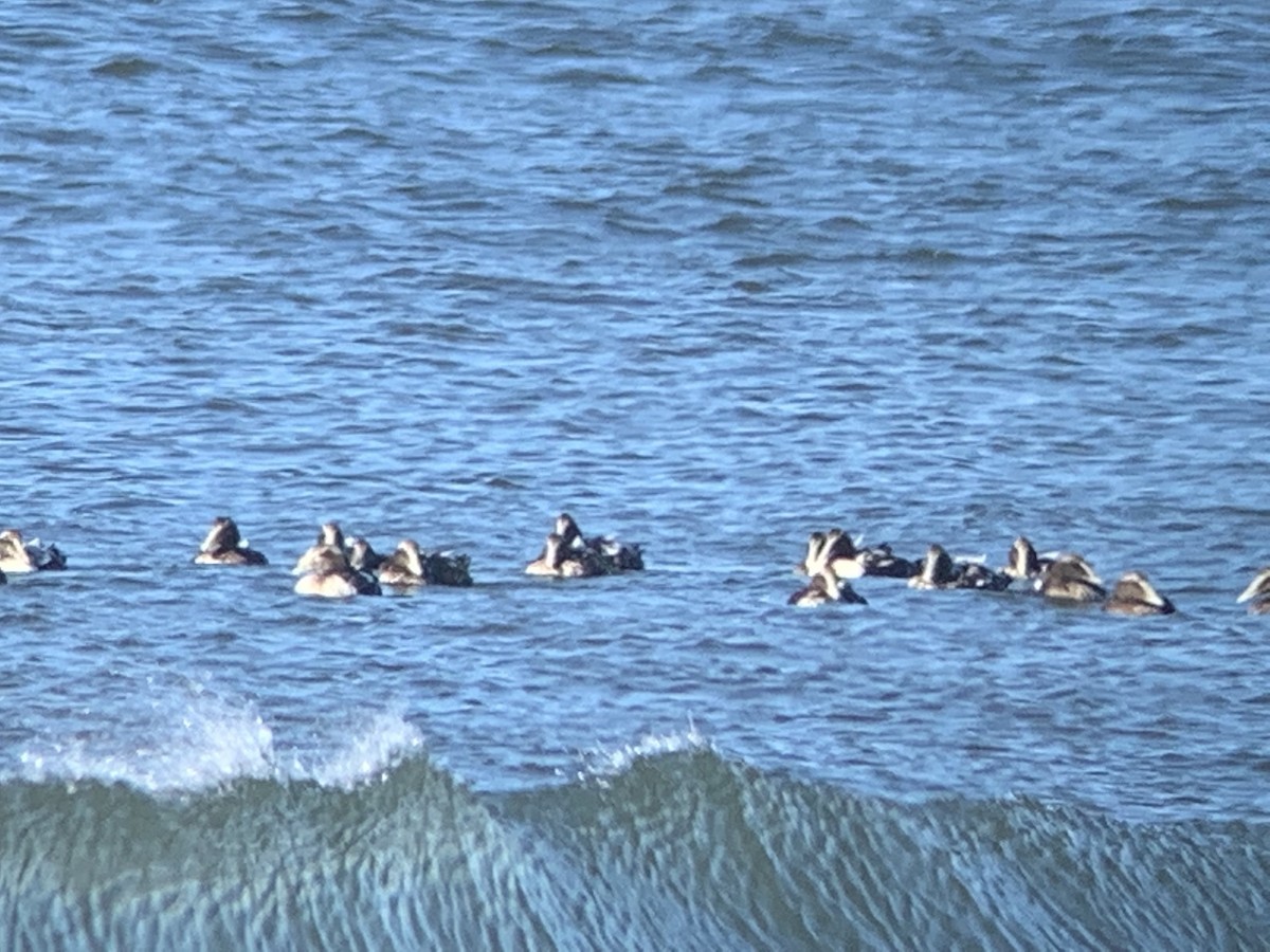 Common Eider - Corey Finger