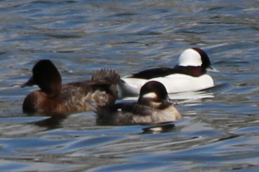 Bufflehead - ML366611701