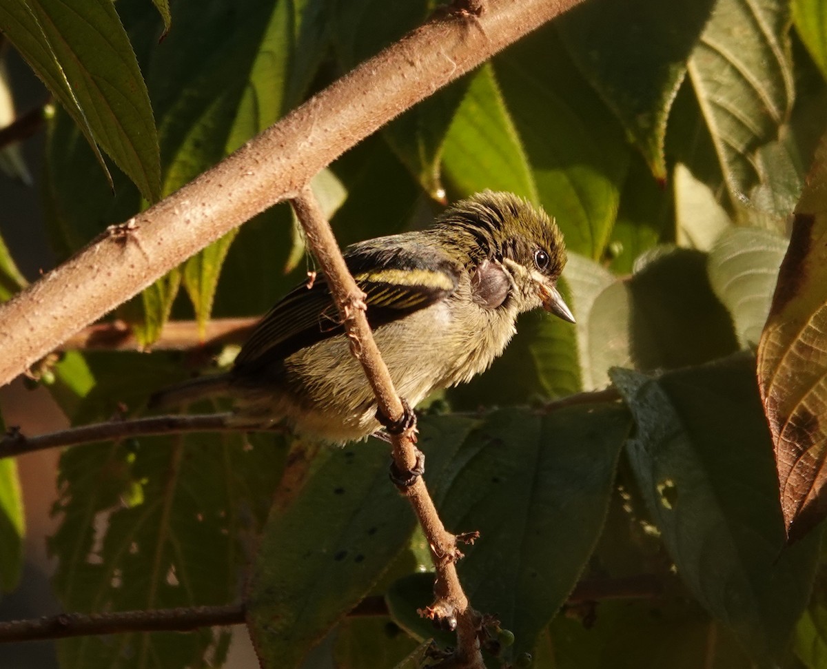 Moustached Tinkerbird - ML366612121