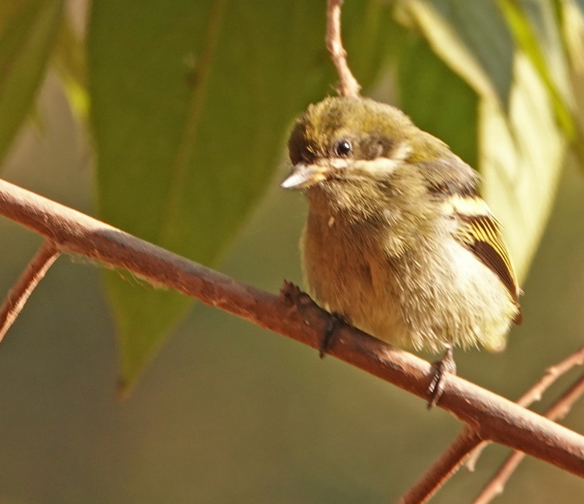 Moustached Tinkerbird - ML366612381
