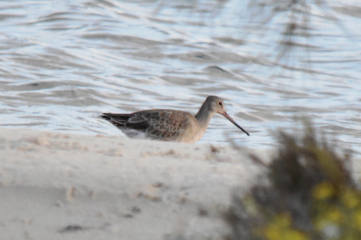 Black-tailed Godwit - Geoffrey Groom