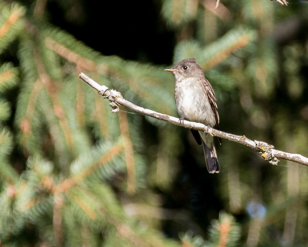 Eastern Wood-Pewee - ML366612791