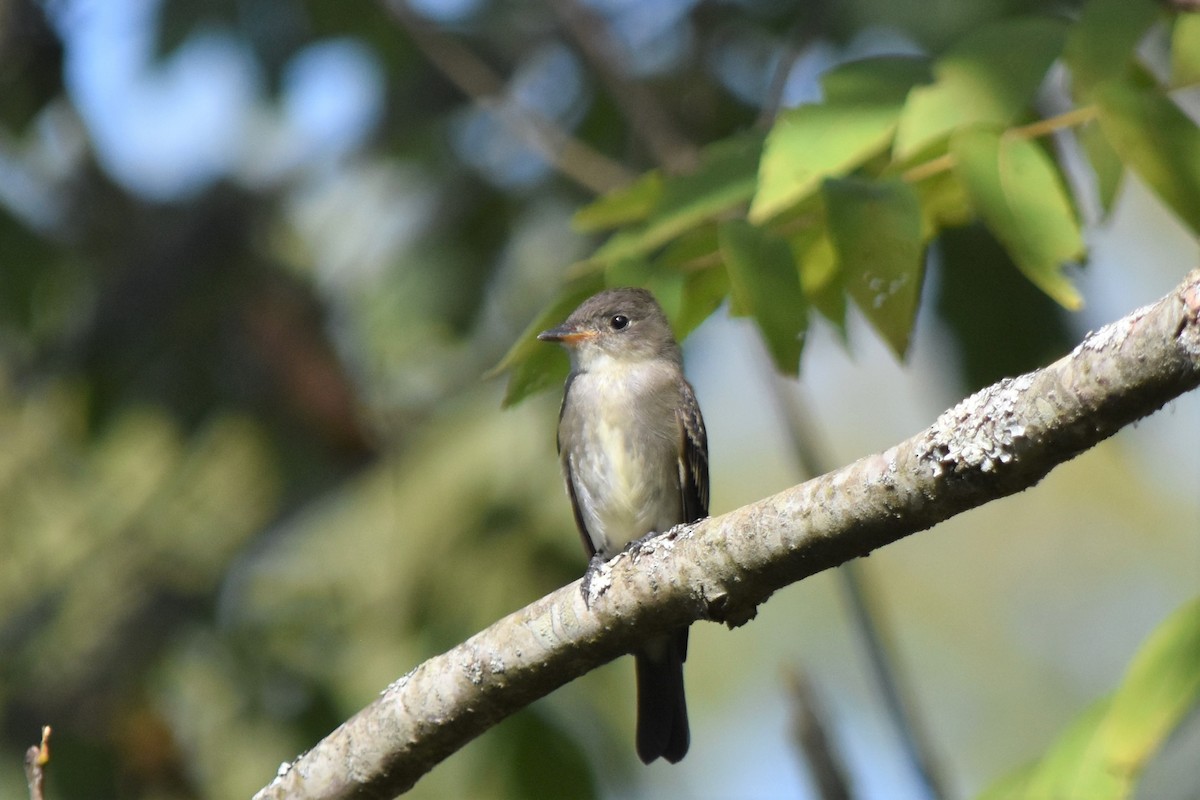 Eastern Wood-Pewee - ML366613411