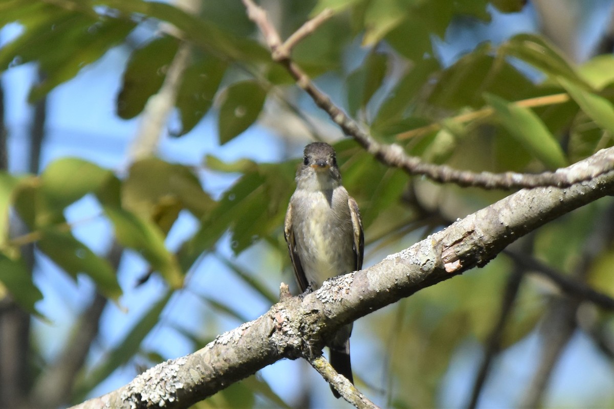 Eastern Wood-Pewee - Richard Chirichiello