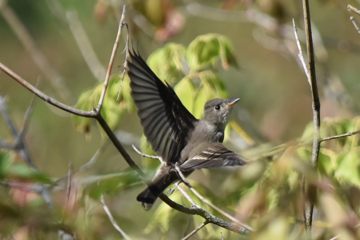 Eastern Wood-Pewee - Richard Chirichiello