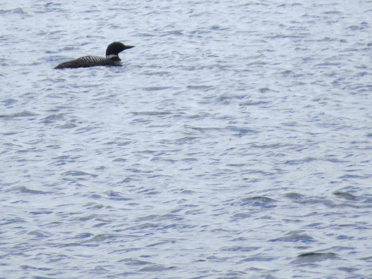 Common Loon - Pat McKay