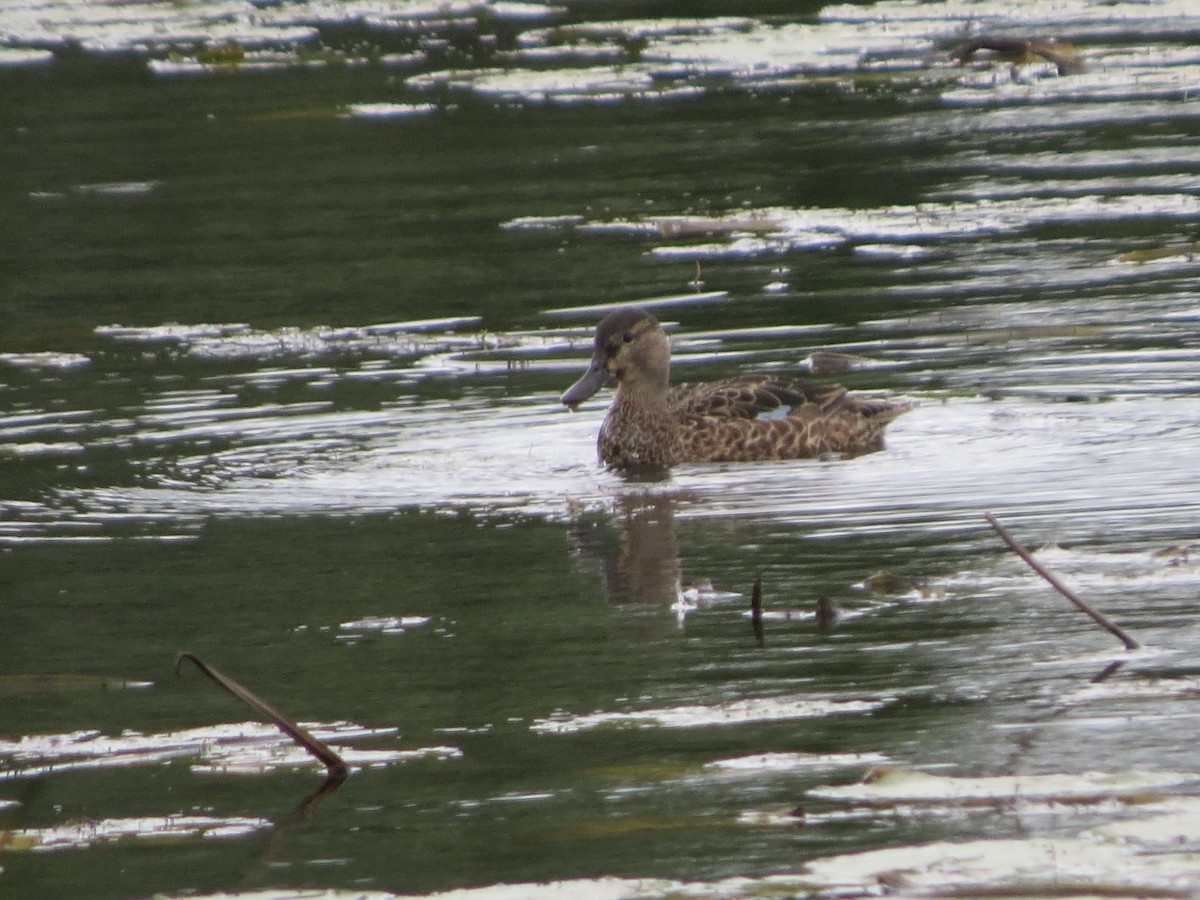 Blue-winged Teal - Pat McKay