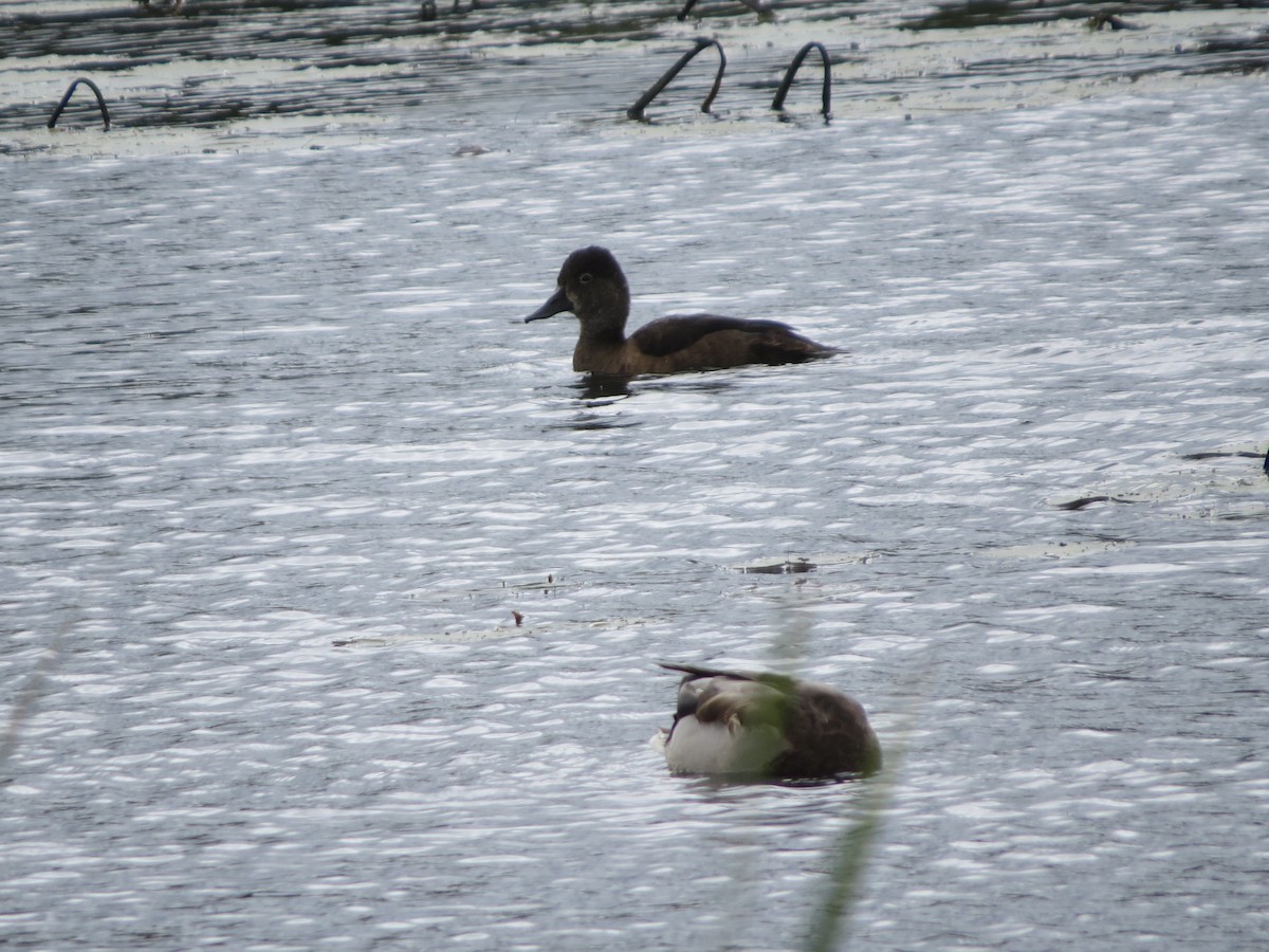 Ring-necked Duck - Pat McKay