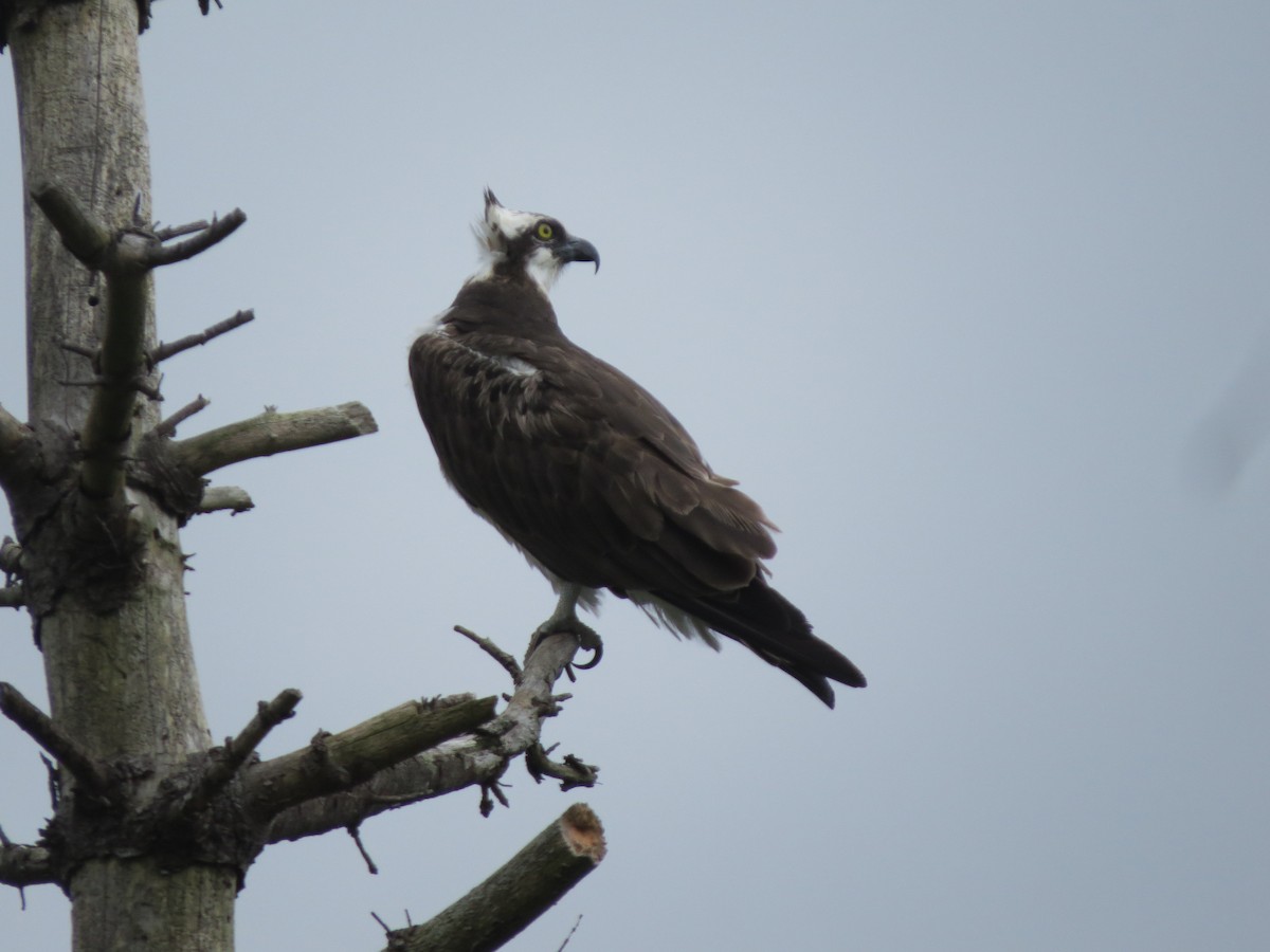 Osprey - Pat McKay