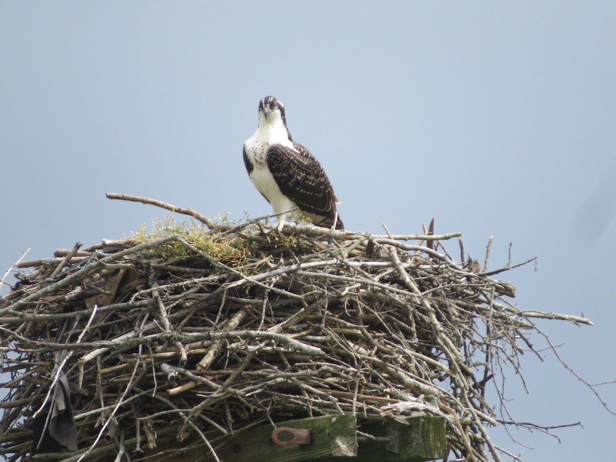 Osprey - Pat McKay