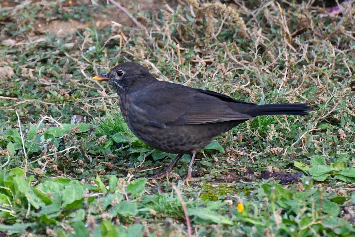 Eurasian Blackbird - ML366615081