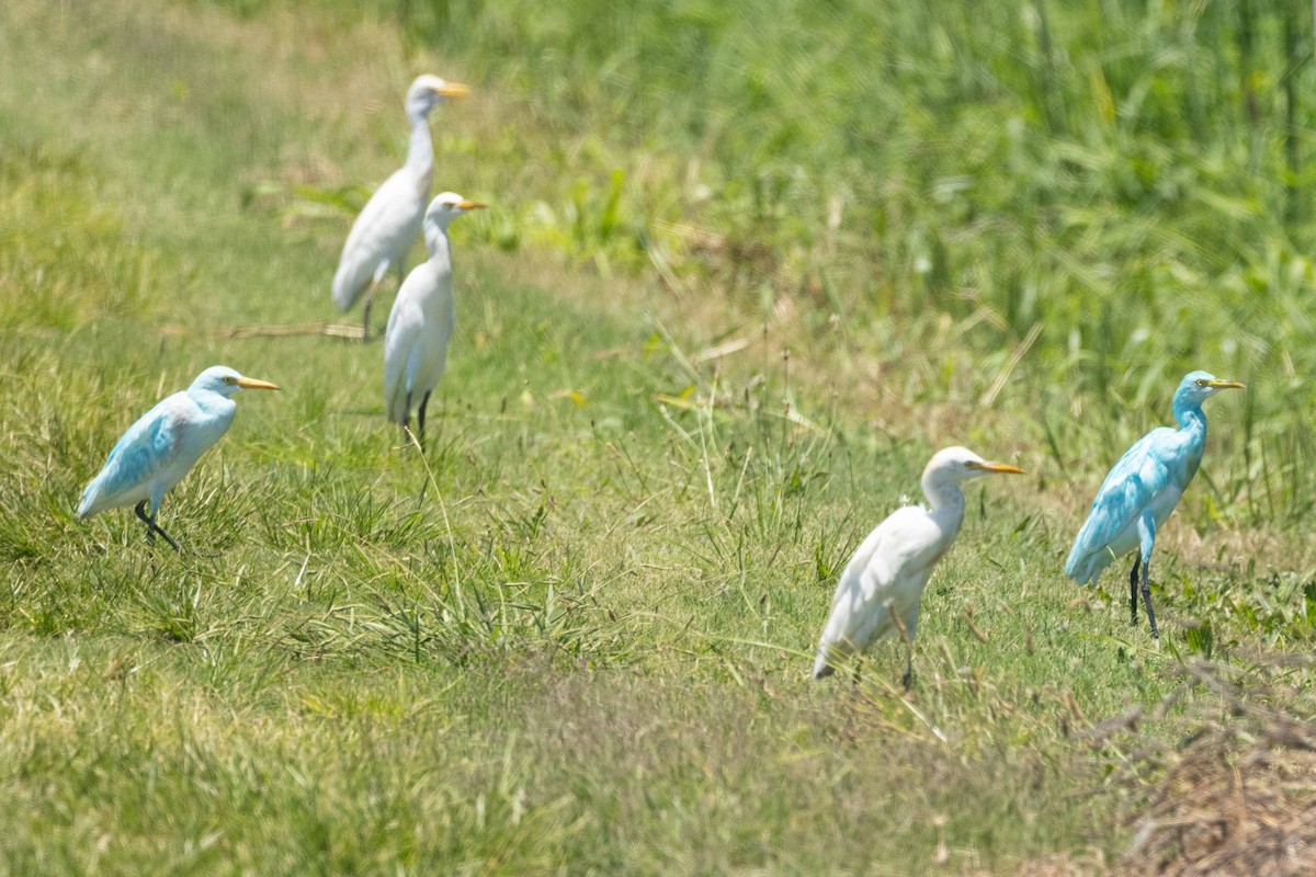 Western Cattle Egret - ML366615161