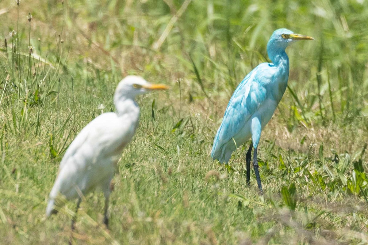 Western Cattle Egret - ML366615191