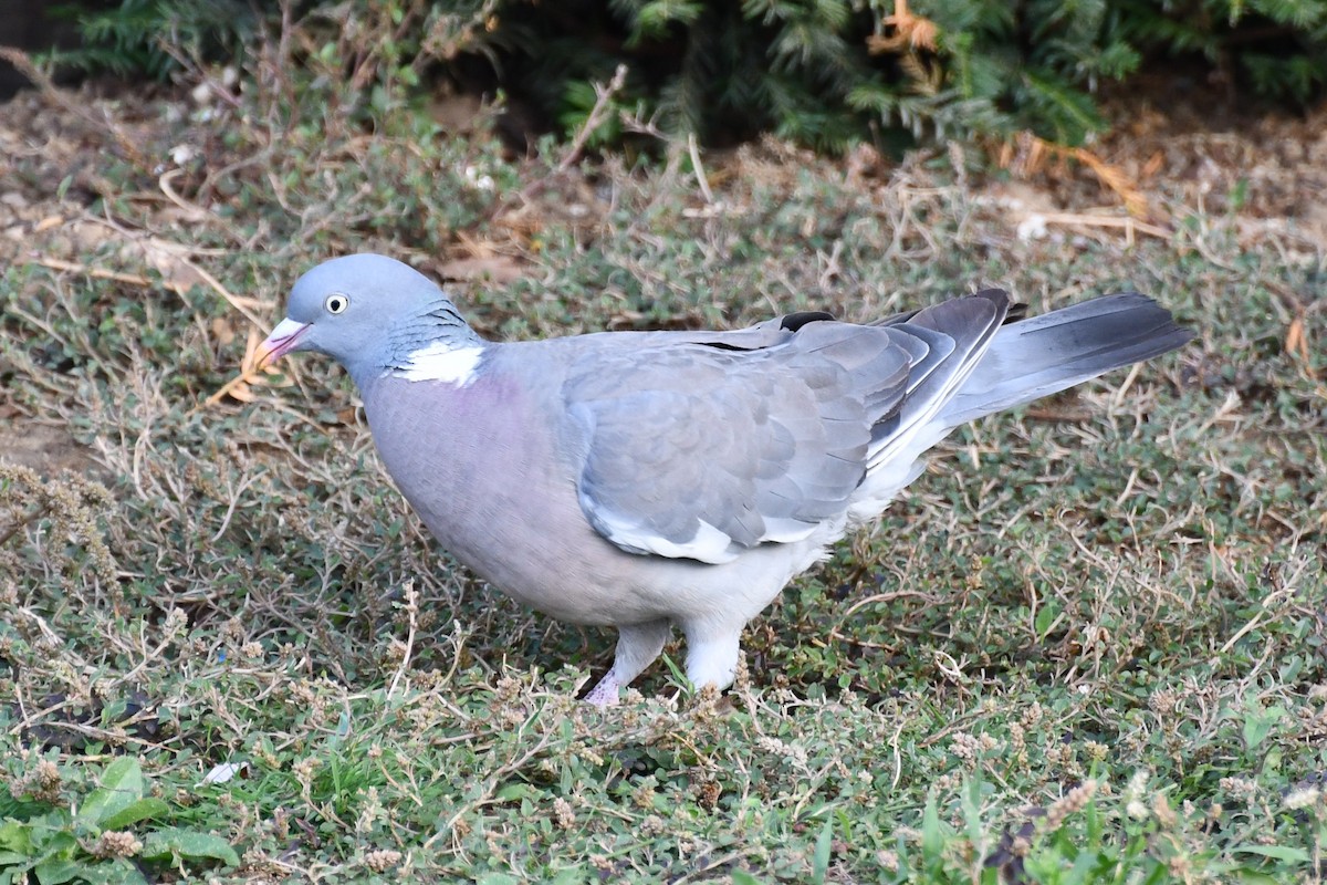 Common Wood-Pigeon (White-necked) - ML366615201