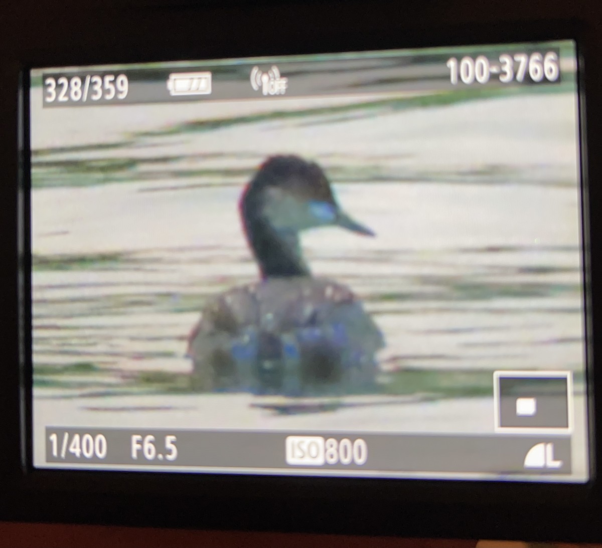 Eared Grebe - ML366615741