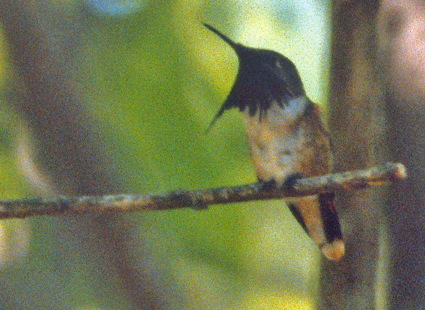 Wine-throated Hummingbird - Don Roberson