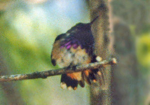 Wine-throated Hummingbird - Don Roberson