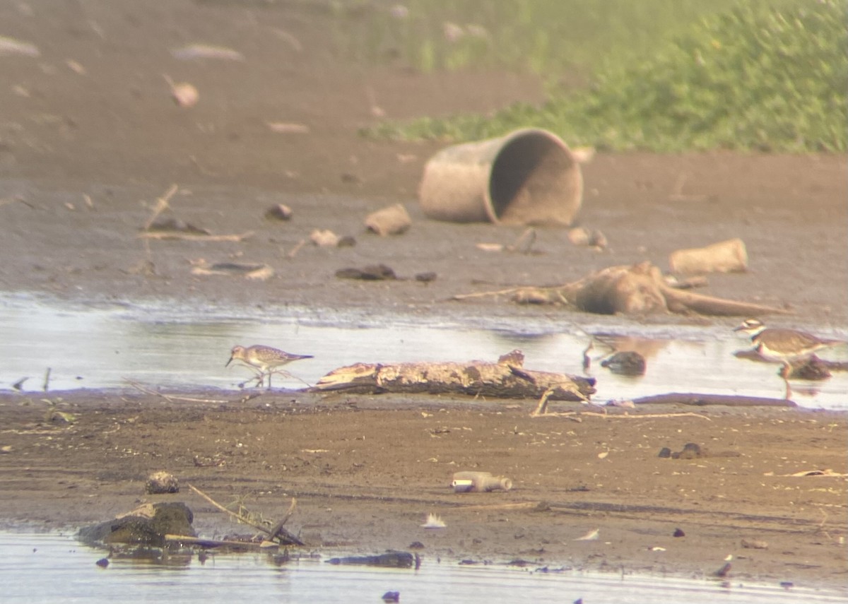 Baird's Sandpiper - ML366618151