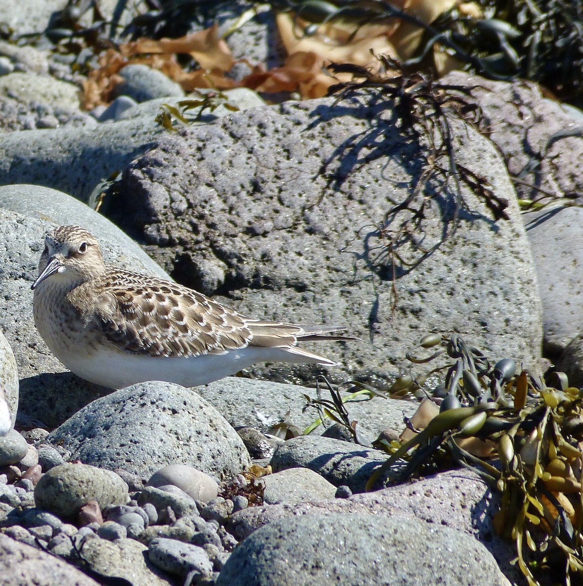Baird's Sandpiper - ML366618471