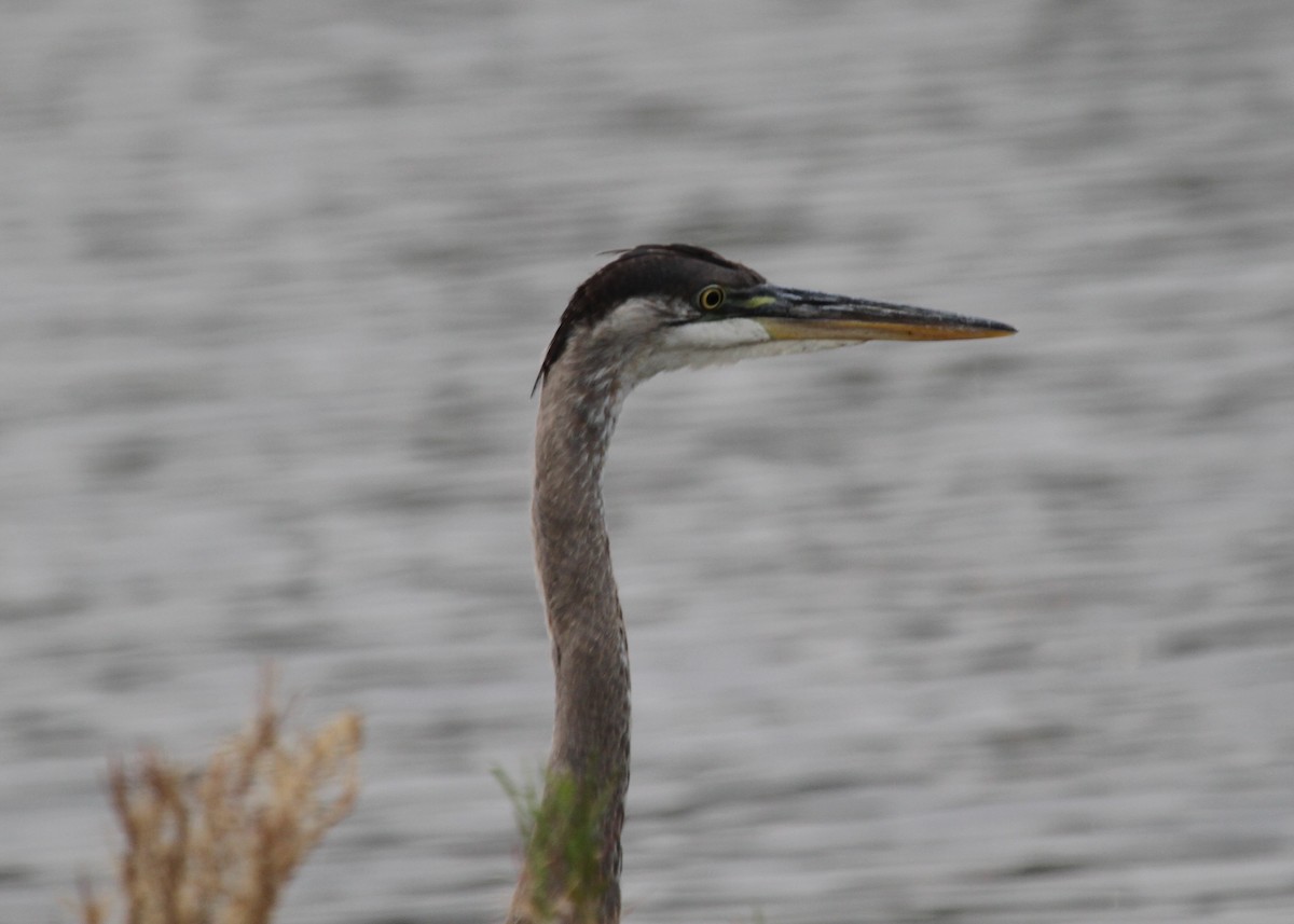 Great Blue Heron - ML366620351