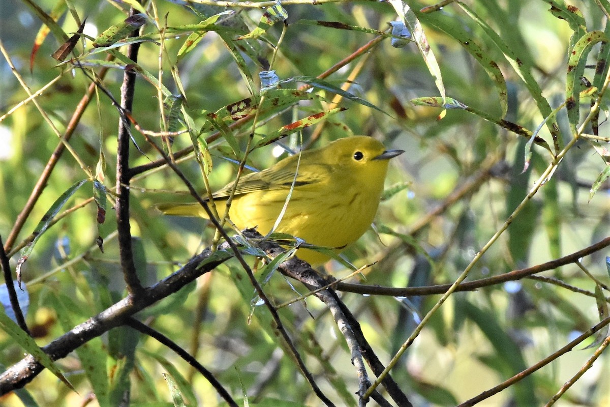 Yellow Warbler - ML366621201