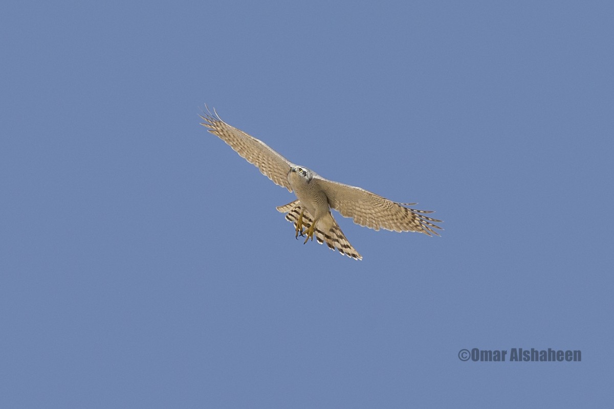 Eurasian Goshawk - ML36662121