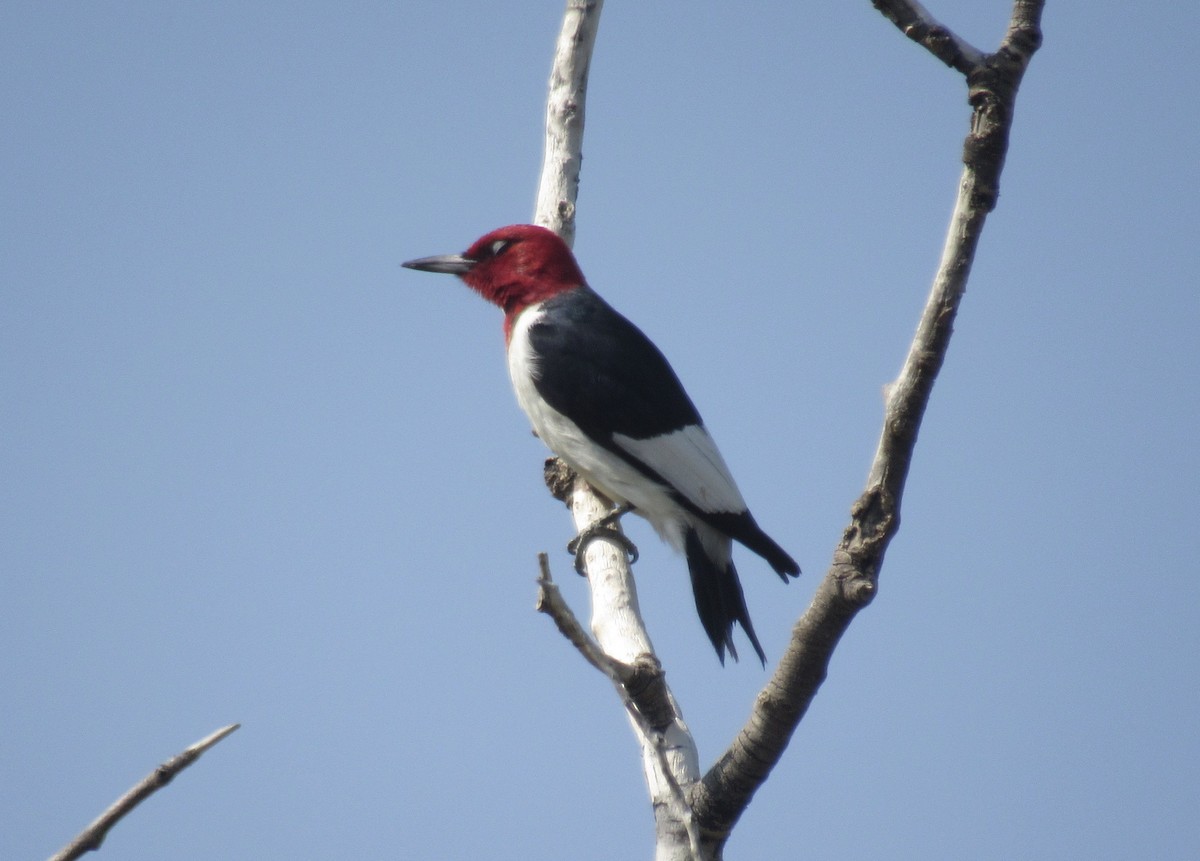 Red-headed Woodpecker - ML366621851