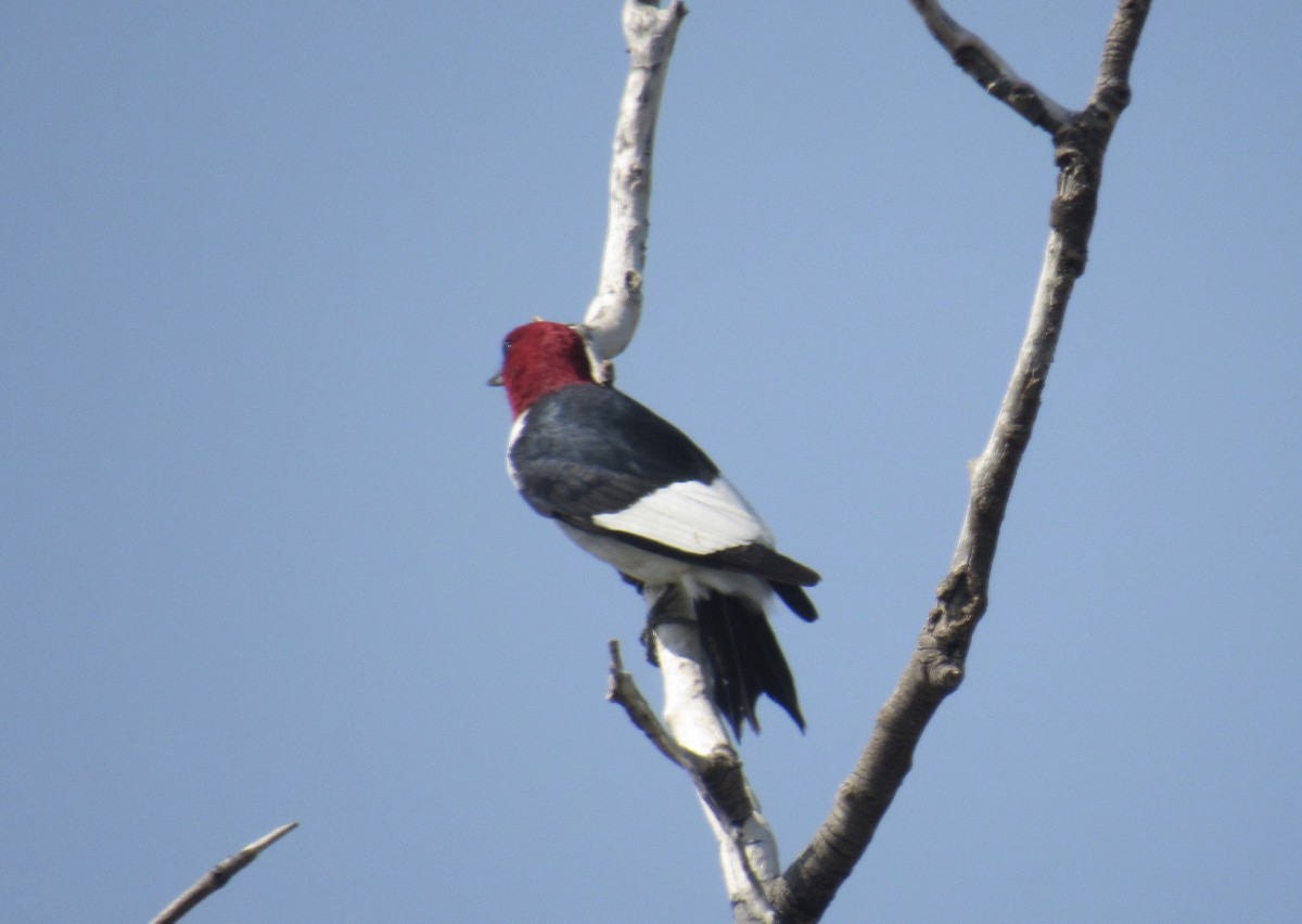 Red-headed Woodpecker - ML366621871