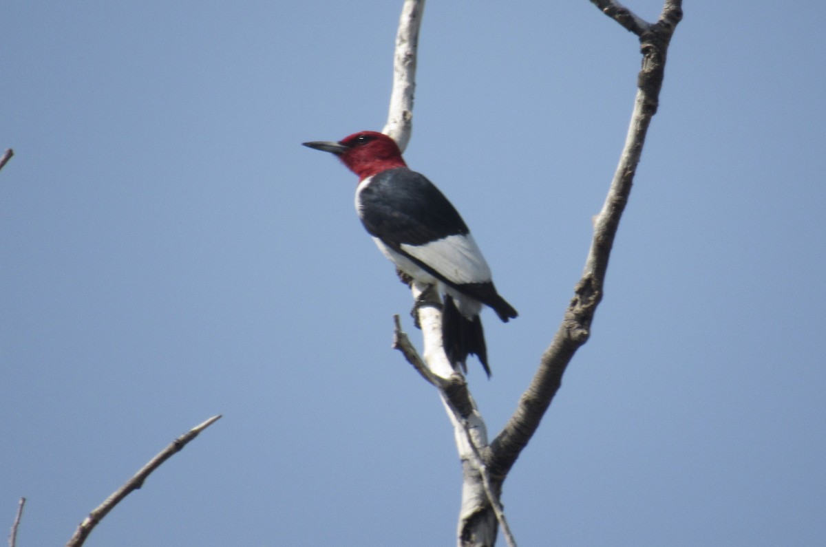 Red-headed Woodpecker - ML366621931