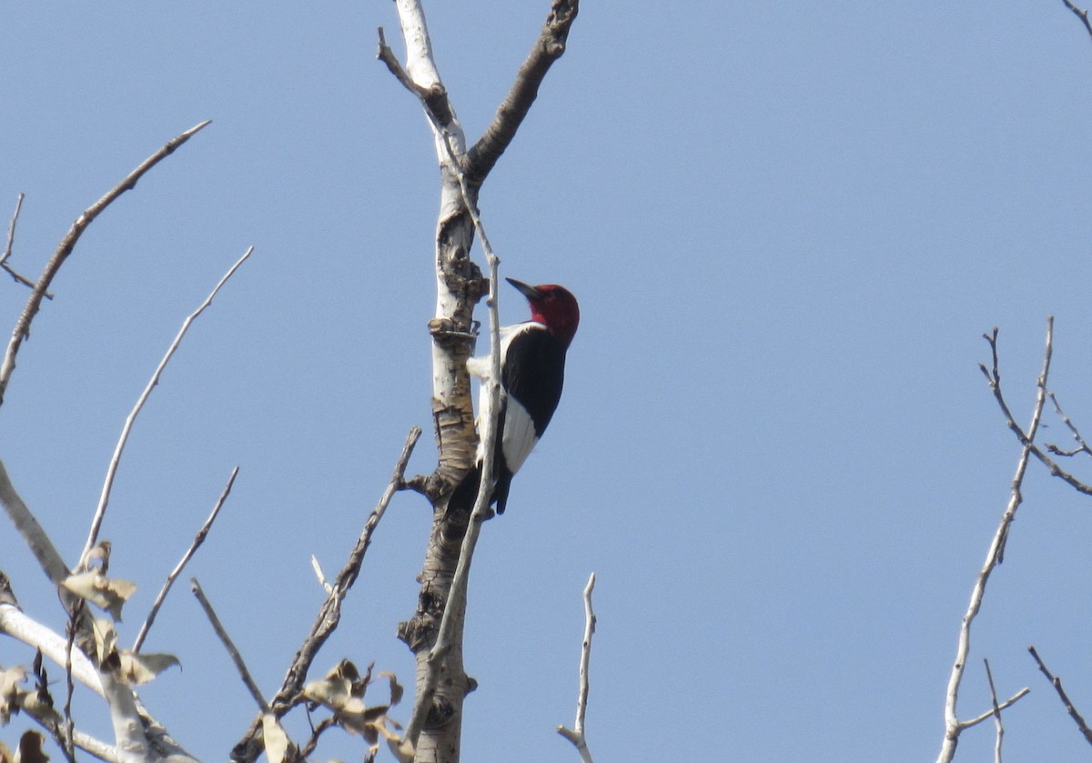 Red-headed Woodpecker - ML366621951