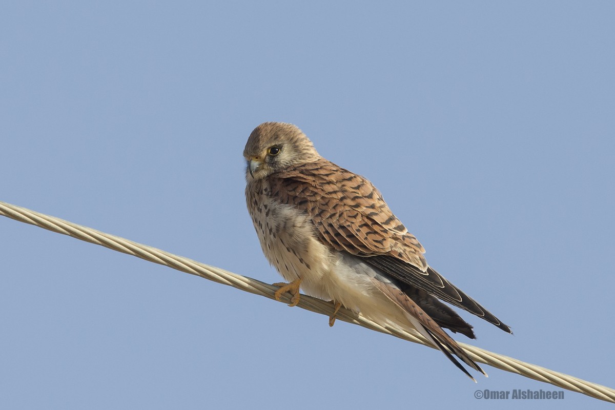 Lesser Kestrel - ML36662231