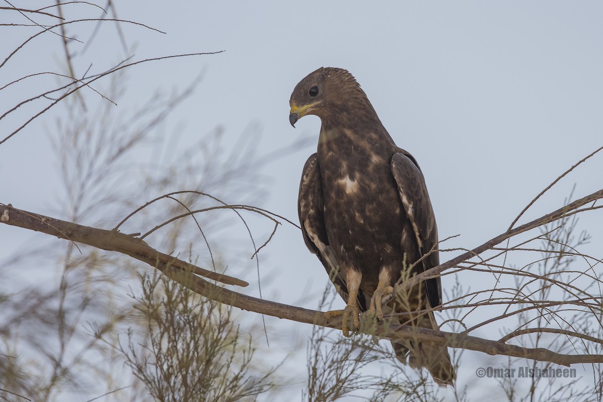 European Honey-buzzard - ML36662271