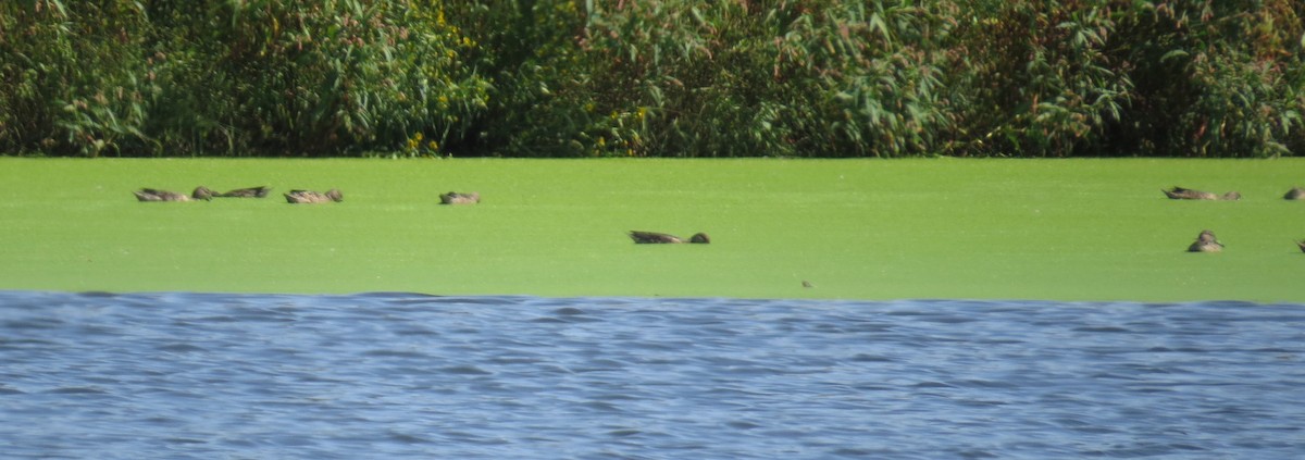 Blue-winged Teal - Pamela Hunt