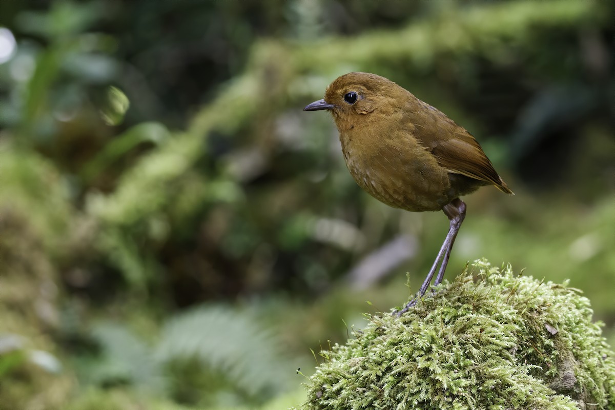 Equatorial Antpitta - Devon Bradley