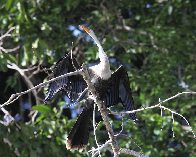 anhinga americká - ML36662371