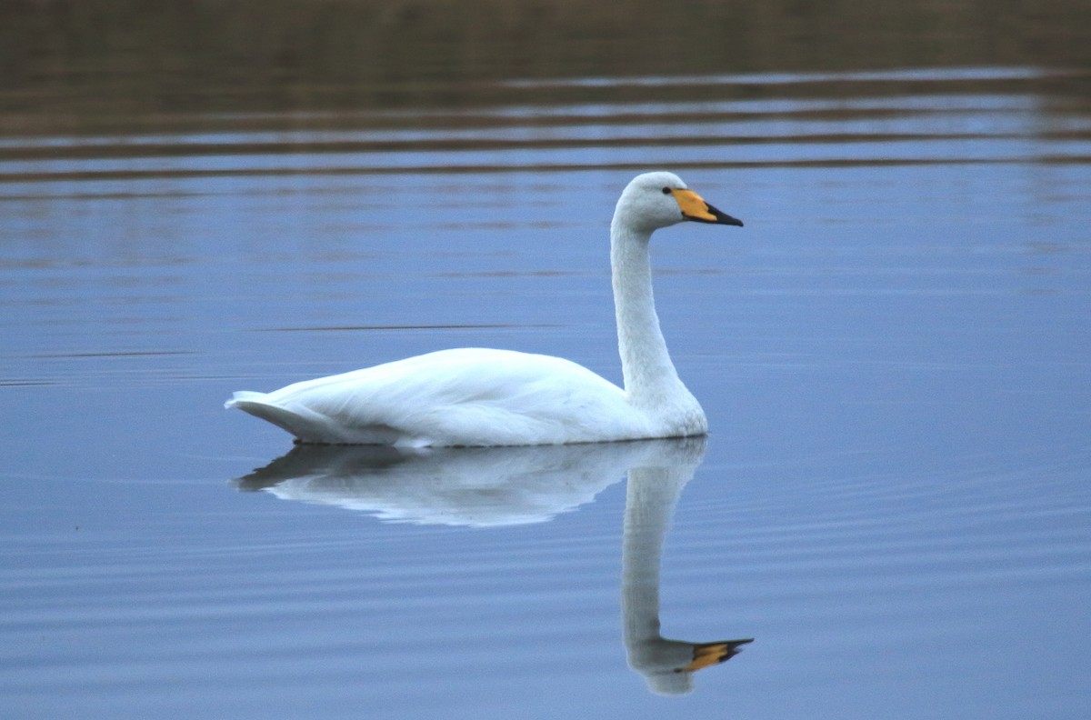 Whooper Swan - ML36662411