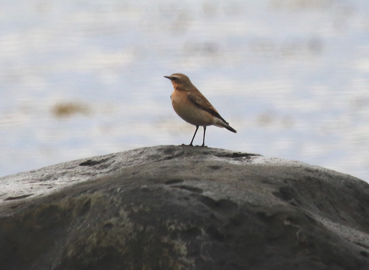 Northern Wheatear - ML36662701