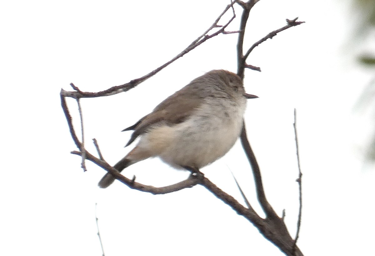 Chestnut-rumped Thornbill - ML366628231